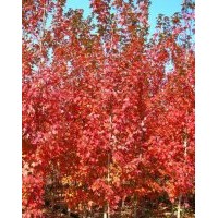 供應(yīng)美國紅楓