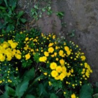 珍稀苗木供應(yīng)中，火焰衛(wèi)矛，大花流蘇，彩葉豆梨