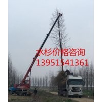 供應(yīng)18公分水杉 水杉價格