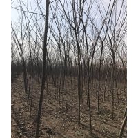 合歡、北欒