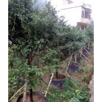 紅豆杉假植苗