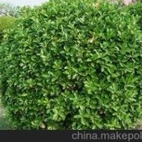 低價(jià)出售冬青