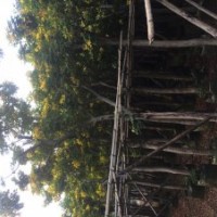 黃花槐