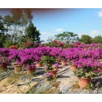 大量供應(yīng)三角梅、八月桂、大葉紫薇