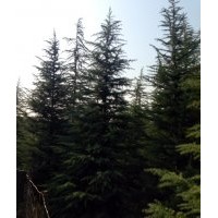 5米雪松最新價(jià)格