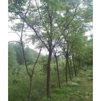 專供黃山欒樹