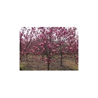 供應(yīng)紅玉蘭 南京紅玉蘭價(jià)格 紅玉蘭批發(fā)價(jià)格