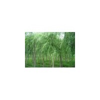 供應(yīng)垂柳 南京垂柳 垂柳批發(fā)價(jià)格 垂柳價(jià)格
