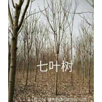 七葉樹(shù)8 9 10公分 河南鄢陵貨源