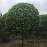 四川成都高桿桂花基地8-30精品桂花價(jià)格買桂花選崇德園林