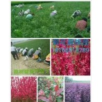 專供金葉絲棉木，海棠，國王楓，國槐苗，欒樹苗，臘梅苗