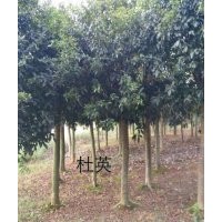 2-20公分桂花、香樟，2-15公分紫薇、杜英