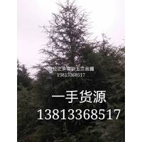 南京4米雪松價(jià)格