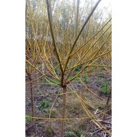 3至5公分美人梅，2至3公分美國(guó)紅楓，2公分五角楓小苗