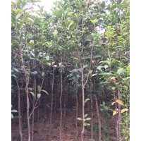 賠本清場羅漢松、八月桂、丹桂、宮粉紫荊、大果楊梅、紅豆杉