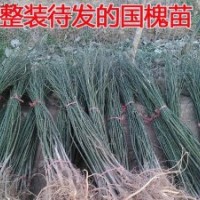 供應(yīng)綠化用國槐