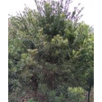 供應(yīng)櫻花、紅豆杉、羽毛楓、羅漢松等