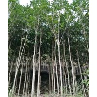 大量供應(yīng)金桂、丹桂苗木