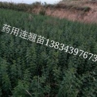 1年連翹苗價(jià)格？1年精品連翹苗種植