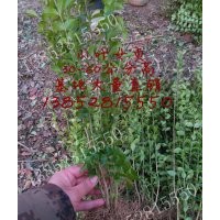 40公分小葉女貞價格45-50公分高小葉女貞價格