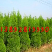 1米5蜀檜價格150公分-2米高蜀檜價格