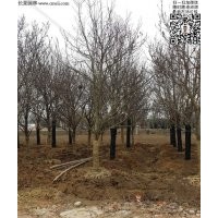 苗圃直銷2-15公分白玉蘭
