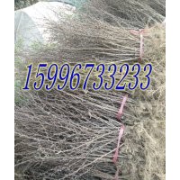 沭陽(yáng)30公分紅葉小檗價(jià)格，40公分紅葉小檗價(jià)格