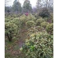 供應(yīng)無刺枸骨、龍柏、三角楓、紅葉石楠、大葉女貞