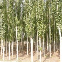 供應大量自家栽培新疆楊