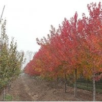 美國(guó)紅楓