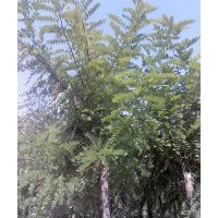 嫁接香花槐