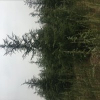 各類綠化工程雪松,廣玉蘭,大葉女貞