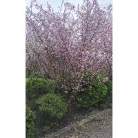 垂絲海棠