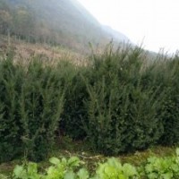 四川曼地亞紅豆杉大小苗