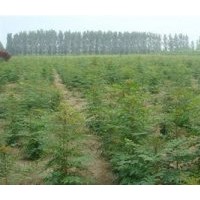 12公分北欒價(jià)格、亞太園林、一年生北欒小苗價(jià)格