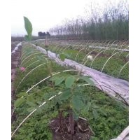 四季玫瑰
