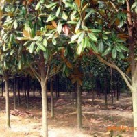 南京雪松價(jià)格 廣玉蘭價(jià)格 紅葉石楠價(jià)格行情信息