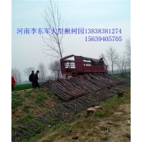 河南楸樹(shù)復(fù)葉槭！梓樹(shù)基地在太康