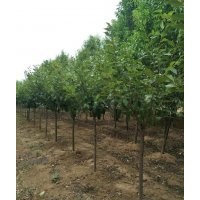 櫻花5-6-7-8公分