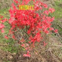 出售野生國(guó)旗紅映山紅樹(shù)樁1-5公分