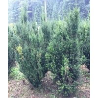 曼地亞紅豆杉樹(shù)