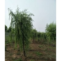 8-15公分柳樹