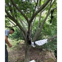 供應(yīng)大規(guī)格紅楓12公分15公分到18公分