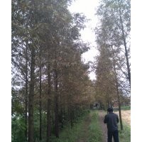 專業(yè)批發(fā)供應各種香樟桂花廣玉蘭石楠水杉池杉