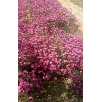 紫葉稠李