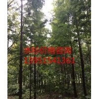 供應(yīng)12公分水杉