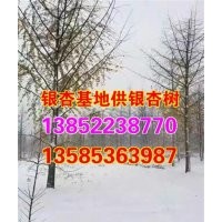 銀杏苗圃_興隆銀杏_銀杏苗圃價格