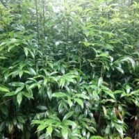 1.5米高的金絲楠木營養(yǎng)杯苗