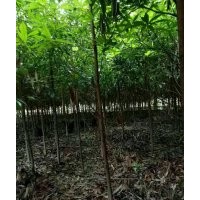 供應(yīng)地徑二三四公分的金絲楠木苗子
