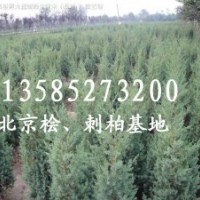 刺柏價格高度1米-1.2米-1.5米刺柏價格優(yōu)惠刺松價格北京檜柏價格
